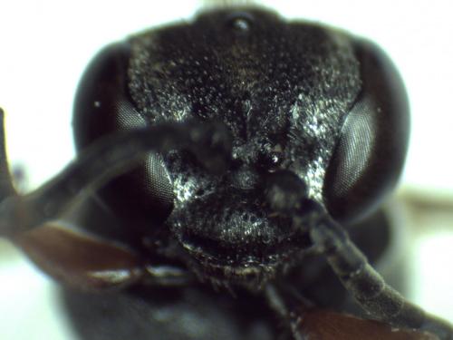 Réf. 290 688 : Brachystegus scalaris